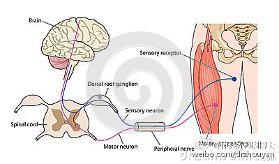 大脑和/或脊髓的运动神经元停止了功能