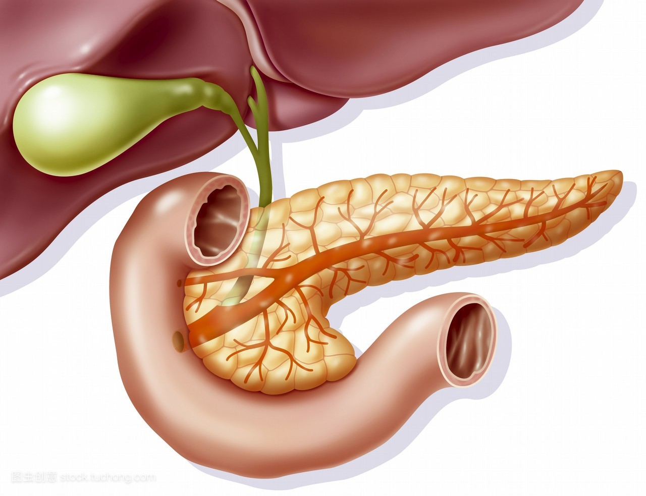 胰腺不好一定要戒掉三种食物胰腺炎是健康的一大杀手