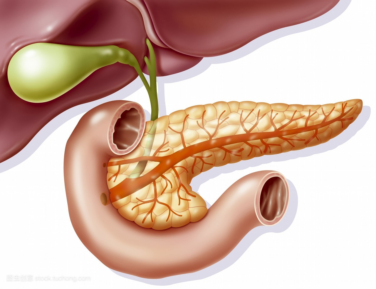 胰脏背景图图片