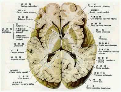脑内的深部解剖结构岛叶