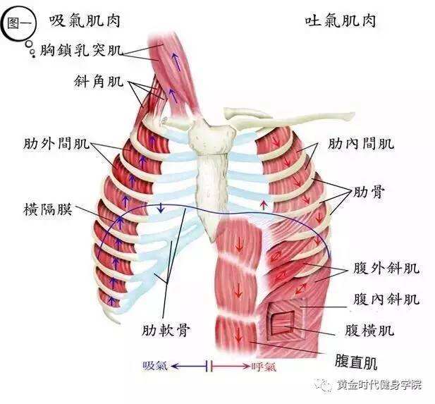 起到稳定作用,由于每天进行22000次呼吸,如果膈肌功能不完善,那么与它