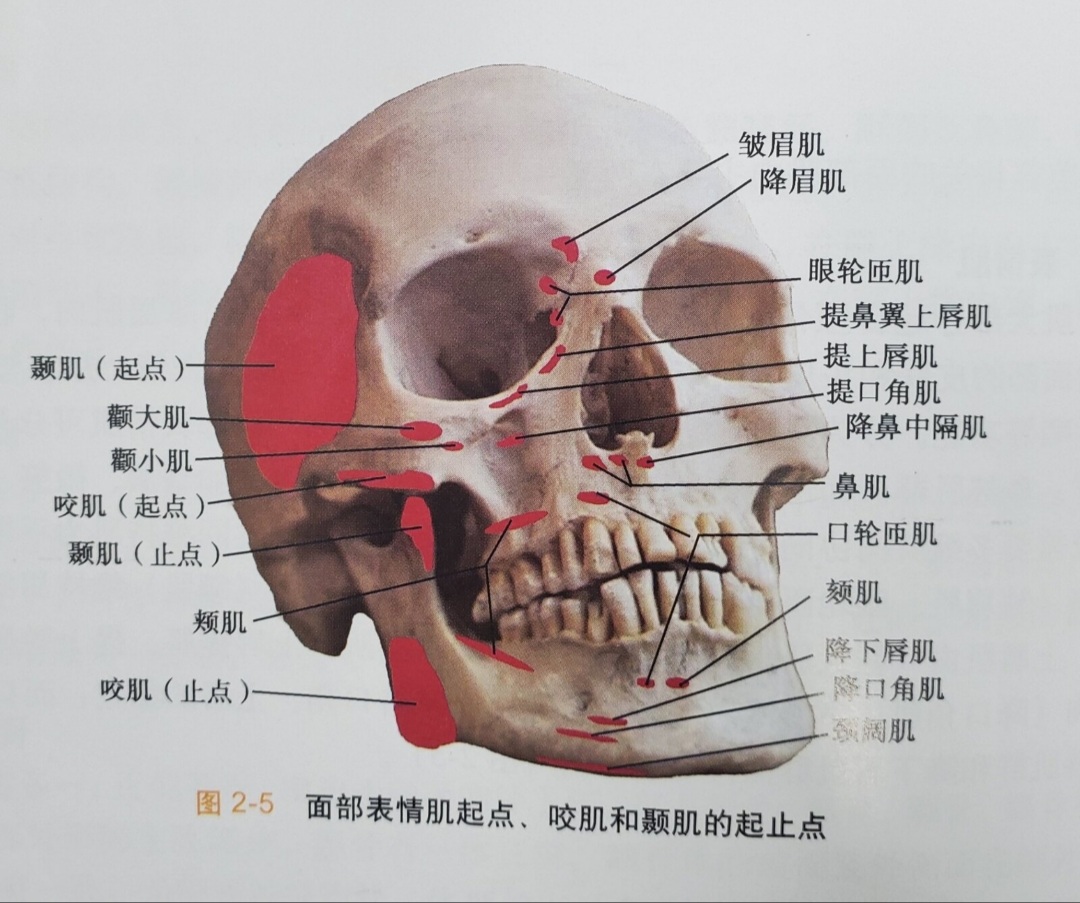 面部骨骼名称高清图图片