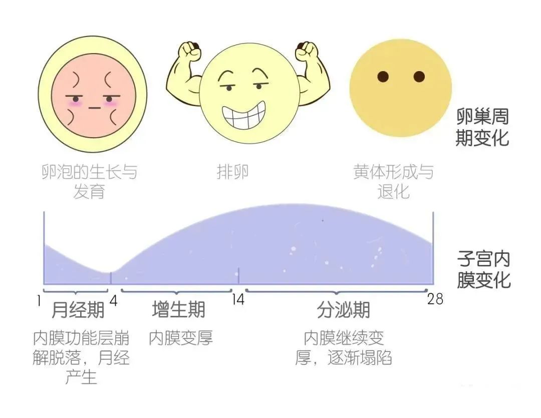 何時才是檢查子宮內膜息肉的好時機