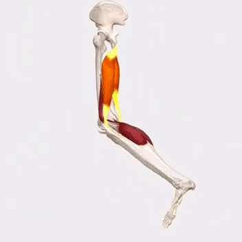 【腘绳肌全面分析】大腿后侧紧张疼痛怎么办?-陈博闻-爱问医生