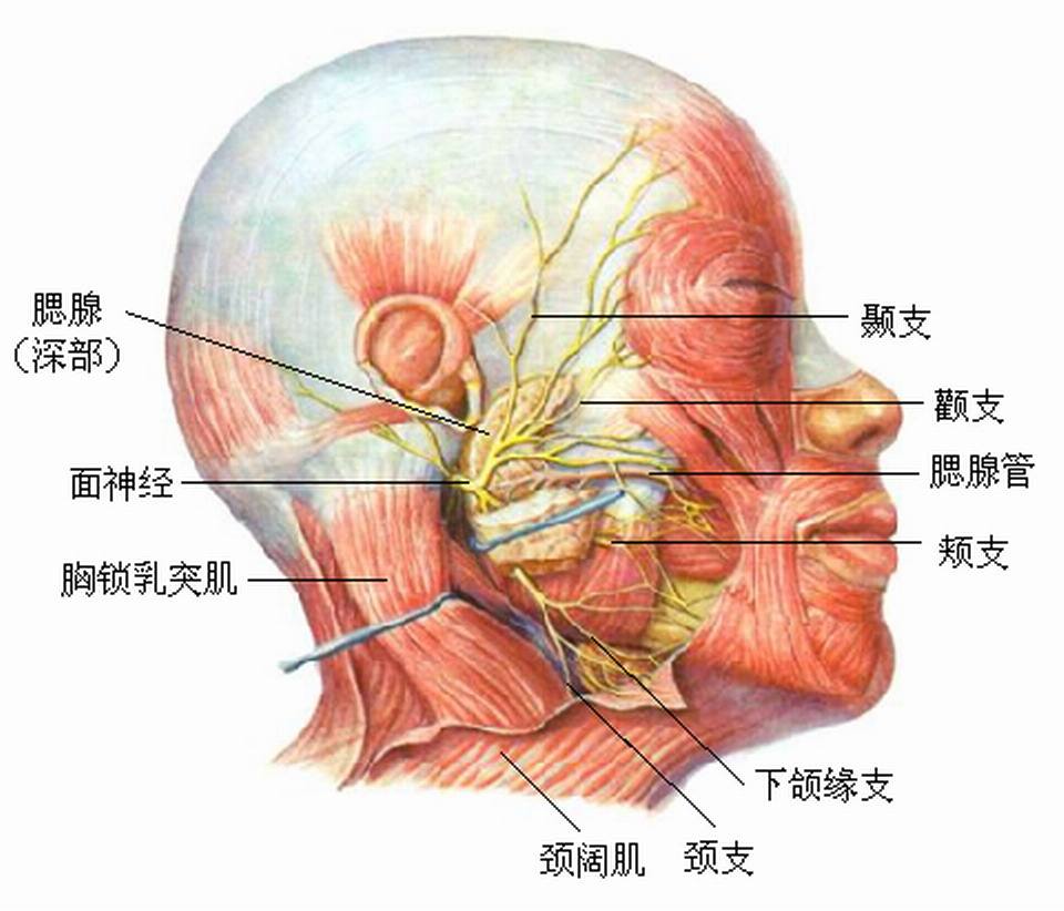 其中重要的面部神经血管分布少,在直视下进行韧带和深层组织的复位,会