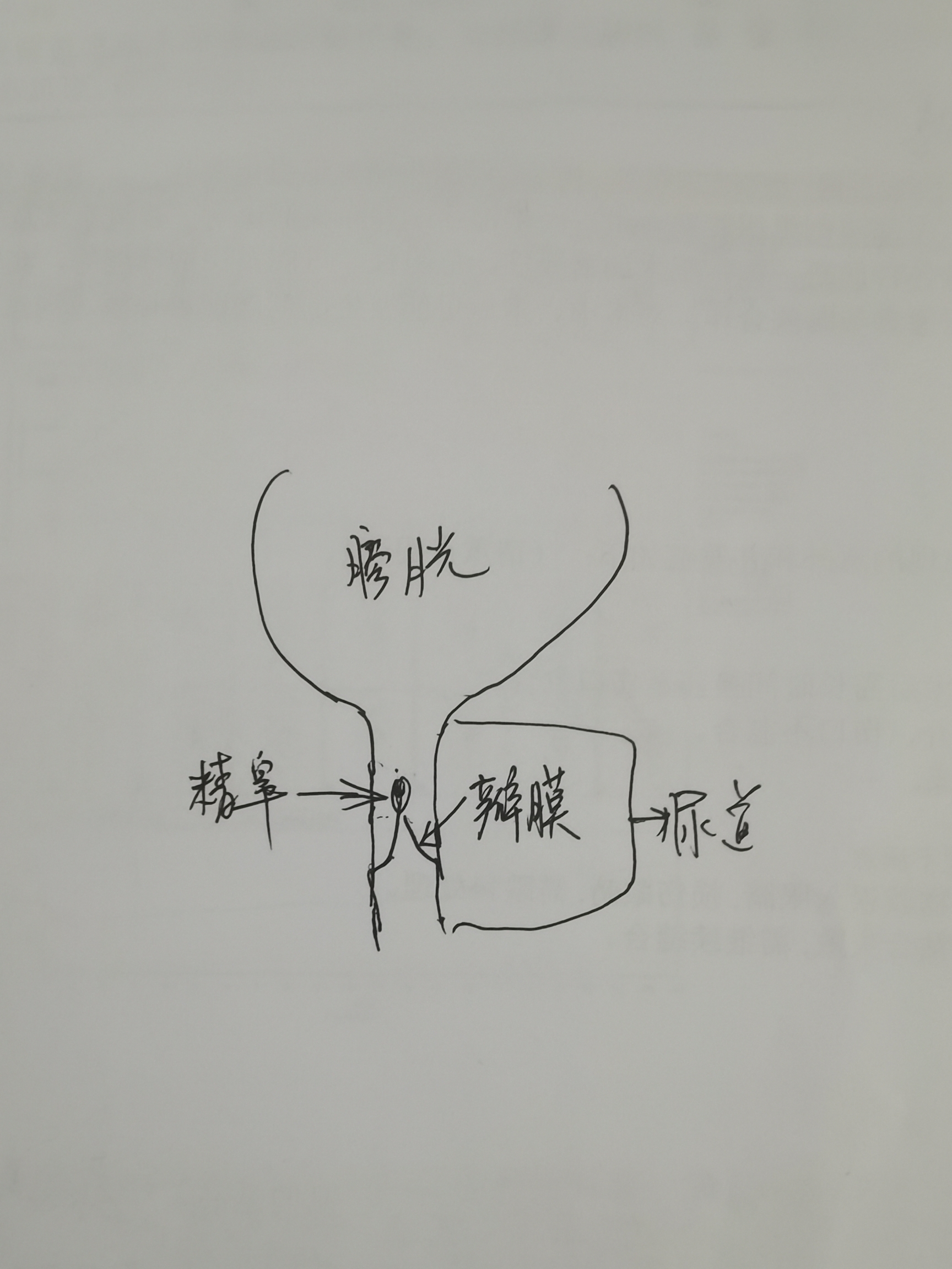 图12～16 男性尿道各段上皮-功能组织学与胚胎学-医学