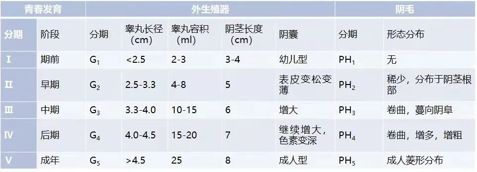 男tanner分期图图片