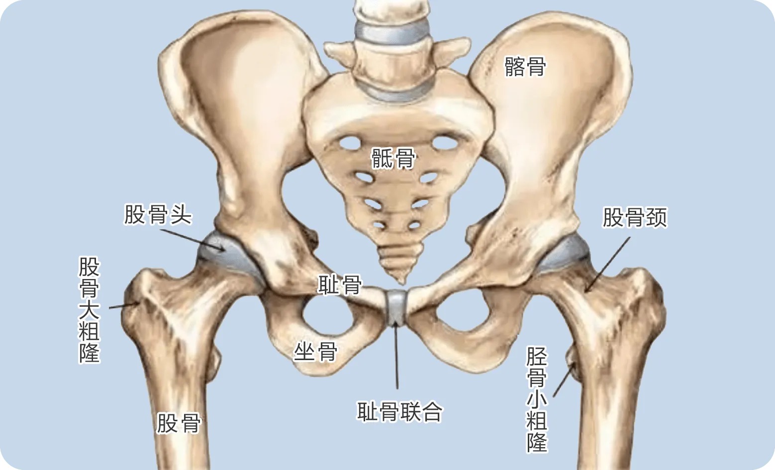 另一个原因就是我们坐位时主要以坐骨支撑