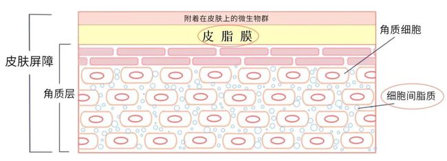 这层皮脂层也是我们皮肤屏障功能很重要的组成部分.